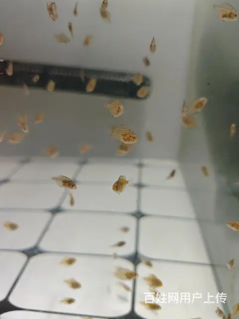 德松红松鱼苗批发零售1元起 - 图片 2