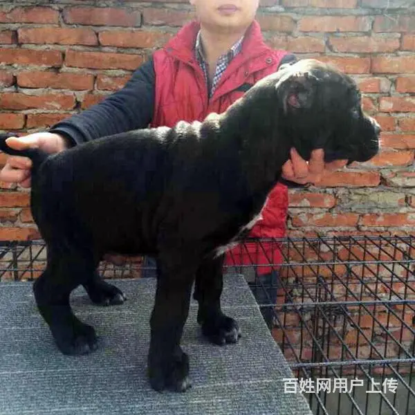 辽阳好的卡斯罗哪里有卖，好的卡斯罗如何挑选 - 图片 11