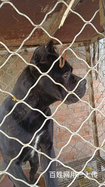 卡斯罗  护卫犬 - 图片 1