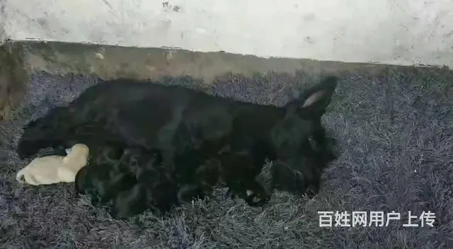 苏格兰梗幼犬小狗 - 图片 2