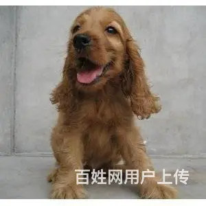 纯种健康的可卡宝宝寻找有缘人 - 图片 5