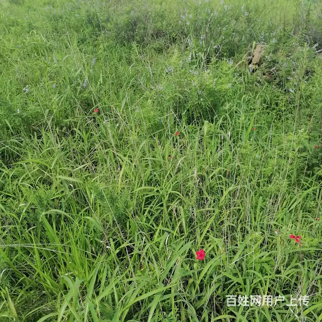 荒山转让 - 图片 4