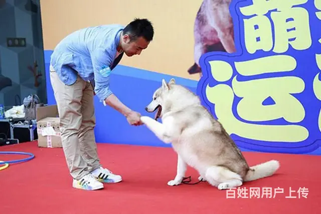 常州哪里有训犬的哈王训犬基地训狗学校定点大小便训练 - 图片