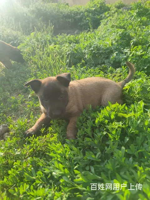 出售自家养的小马犬 - 图片 3