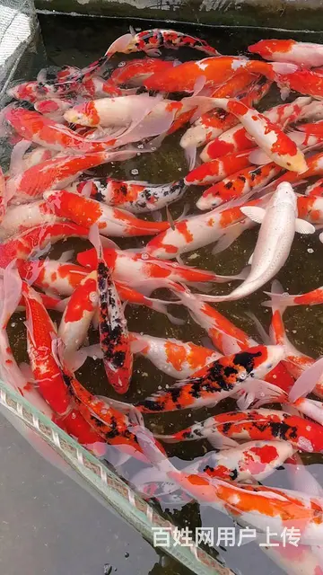 【观赏鱼批发中心】锦鲤鱼批发零售 - 图片 3