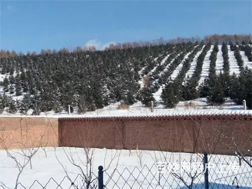 永吉县北大湖镇土地林地出售 - 图片 9