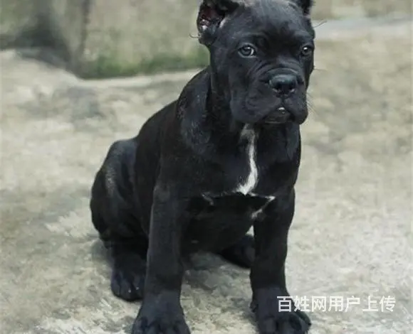 六安上哪可以看到卡斯罗犬舍，卡斯罗犬舍地址位置 - 图片 6