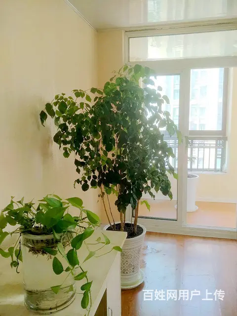 绿地商务城悦庭小区 商住两用2厅 中等装修 - 图片 3