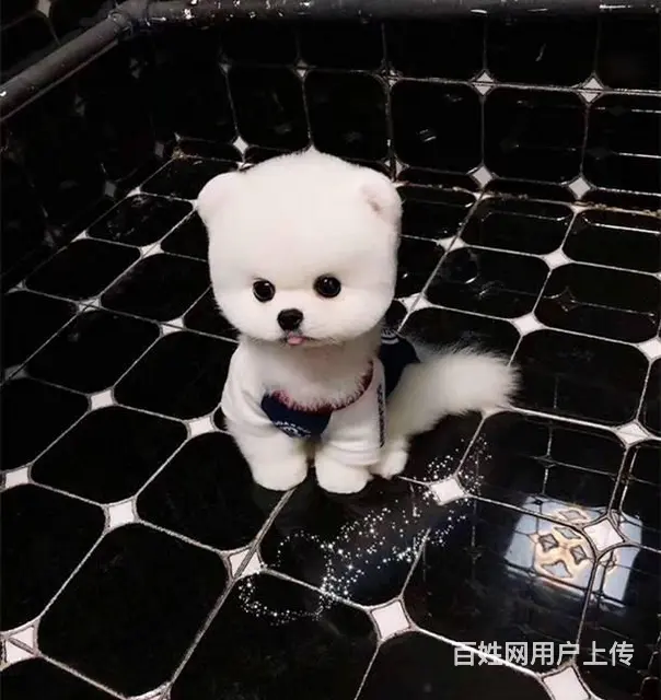 纯种白色博美犬幼犬出售 黄博美黑博美 颜值高身体健 - 图片 7