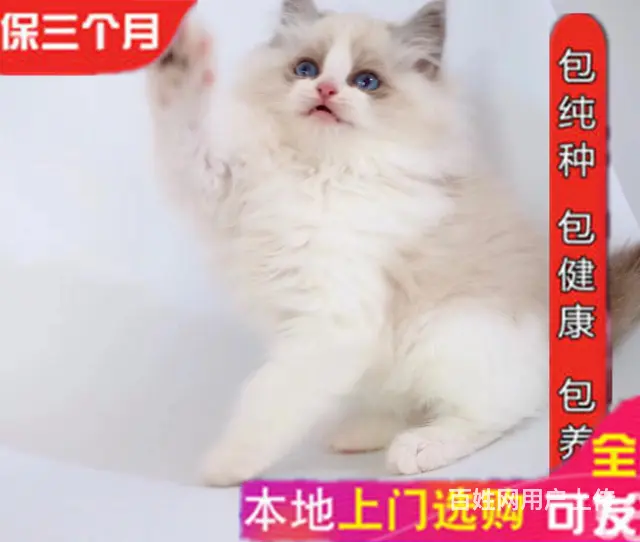 繁育精品双色布偶猫 品相好 甜美可爱 疫苗齐全包健康 - 图片 4