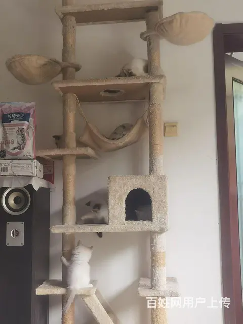 低价出售2个月布偶猫！！！！！ - 图片