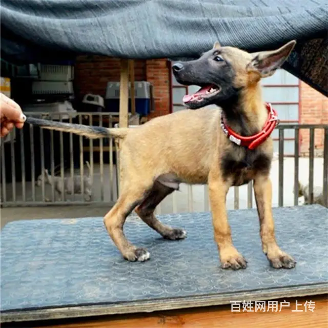 天门卖马犬的养殖场，养殖场马犬一般卖多少钱 - 图片 1