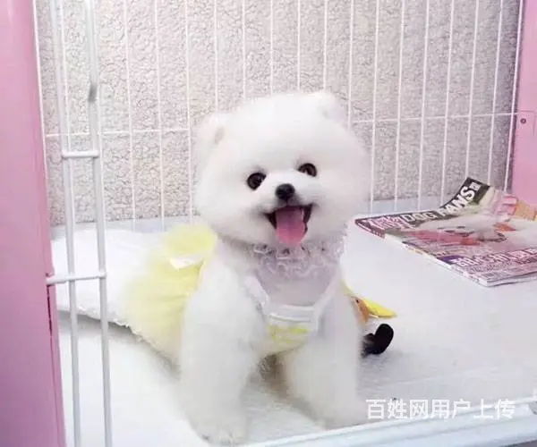 博美、博美犬、博美幼犬、黄白色球体博美犬 - 图片 4