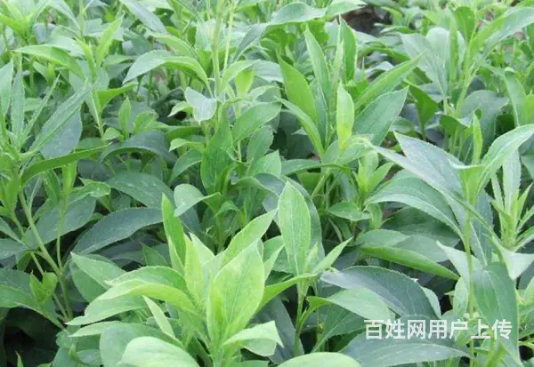 湖北百草堂苍术种植前瞻未来，深受消费者的信赖好评 - 图片 2