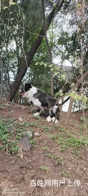 免费赠送狗狗 - 图片 4