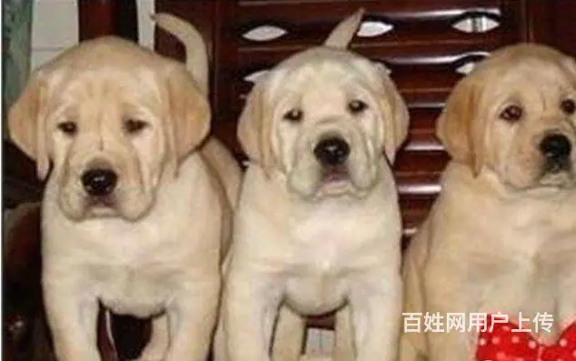 出售精品纯种拉布拉多 黑色黄色咖啡色拉多幼犬可挑选 - 图片 7