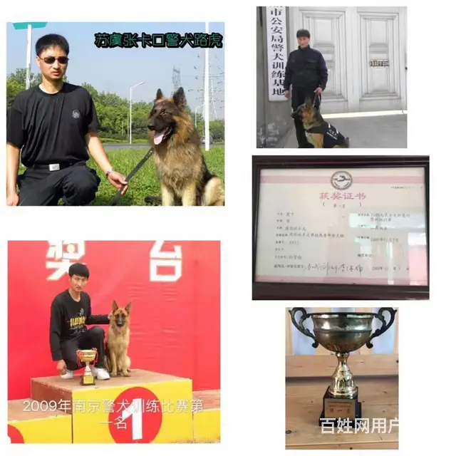 常熟训犬基地宠物寄养 - 图片 8