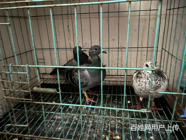 种鸽信鸽榕城梅云看鸽子 - 图片 1