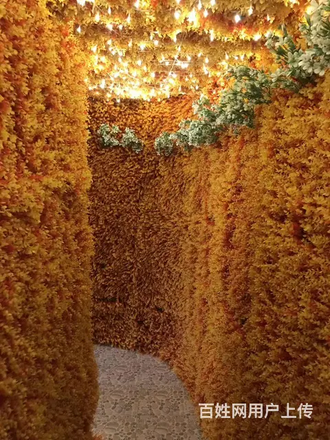 愿得一人心，白首不辞卿 - 图片 6