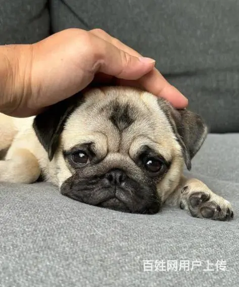 广州大型犬舍基地专业繁殖泰迪比熊博美柯基柴犬法斗 - 图片 8