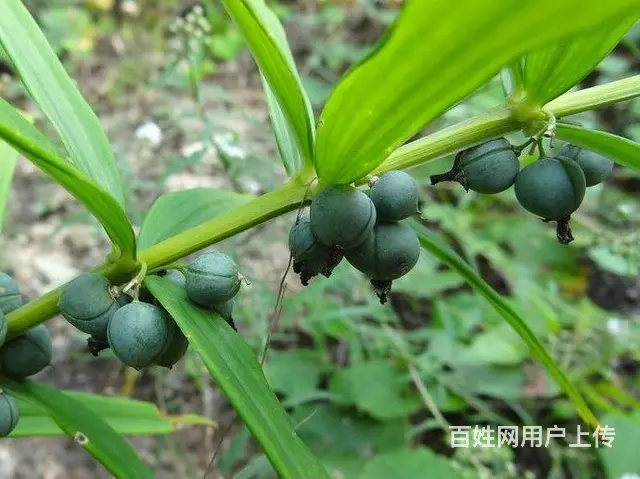 湖北百草堂黄精种植带来农业商机，带您捷足先登抢机遇 - 图片 1