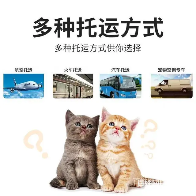 信阳息县托运宠物 （猫狗活体运输）快递至全国各地 - 图片 2