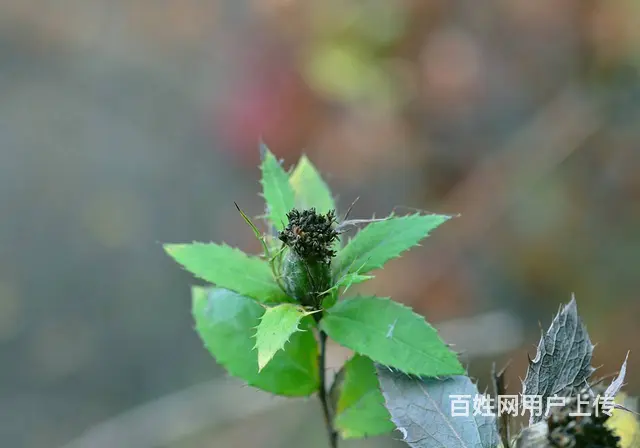 湖北百草堂苍术种植产量高，技术指导在家就能简单赚 - 图片 1