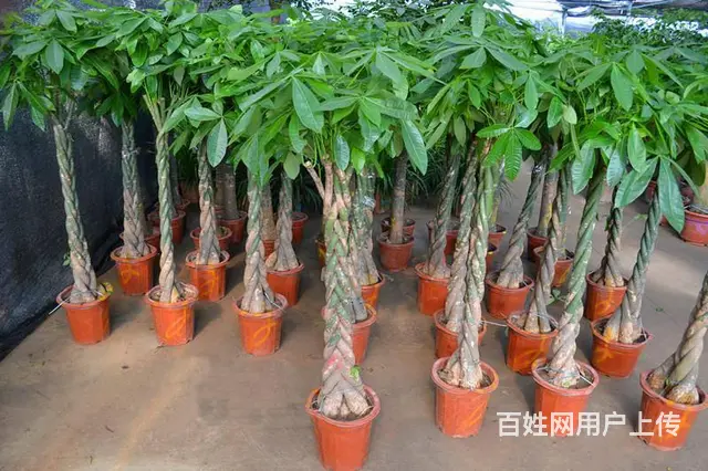苏州地区花卉绿植租赁养护，苗圃基地批发直销 - 图片 3
