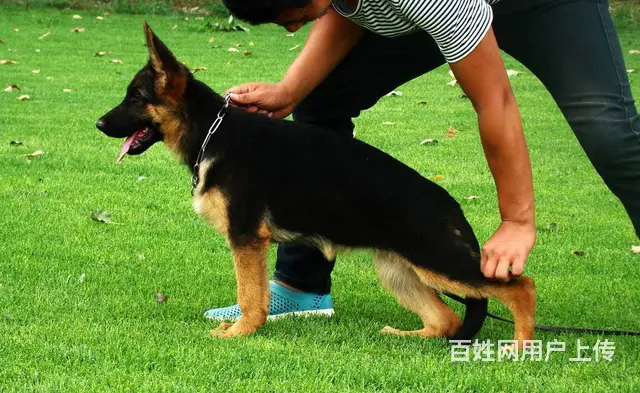 锤系德牧 大腮皮大骨量色极佳 遗传基因稳定 - 图片 5