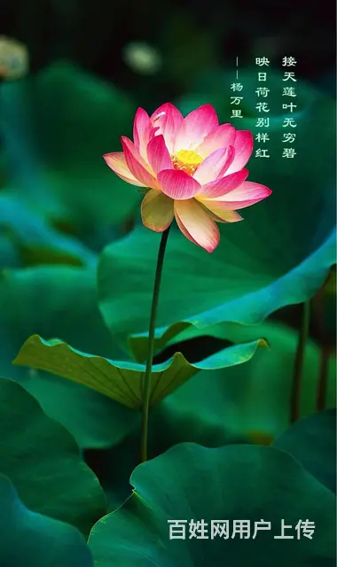 西宁市殡葬服务零售批发 - 图片