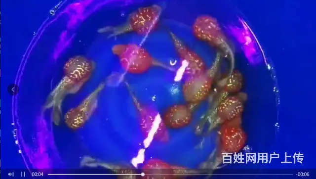 广州哪里有卖热带鱼的 - 图片 3