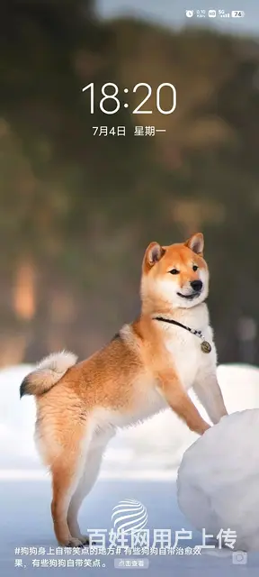 广州训犬宠物狗狗训练职业训犬师 - 图片