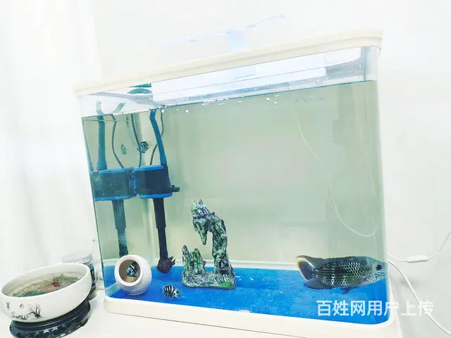 水族箱550*450厘米+鱼 - 图片
