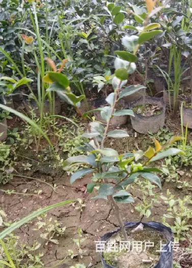 精品茶梅 - 图片 1