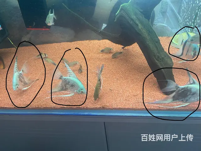 自己繁殖的燕鱼 - 图片 3