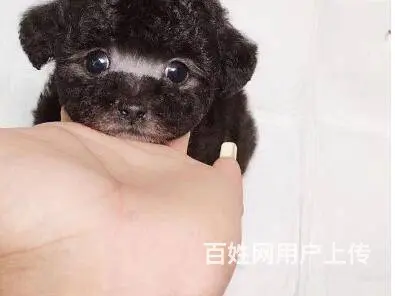 昆明泰迪多少钱一只 泰迪价格 茶杯犬泰迪 - 图片 6