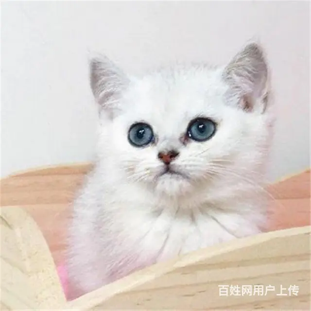 贵州六盘水精品英短银渐层多少钱一只 - 图片 1