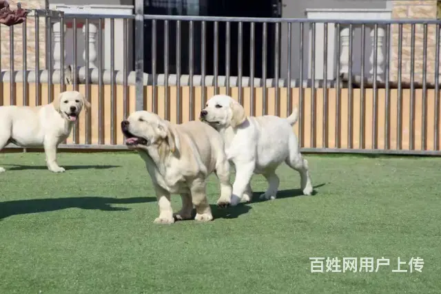 纯种拉布拉多幼犬 骨量大头版好 疫苗齐全 - 图片 9