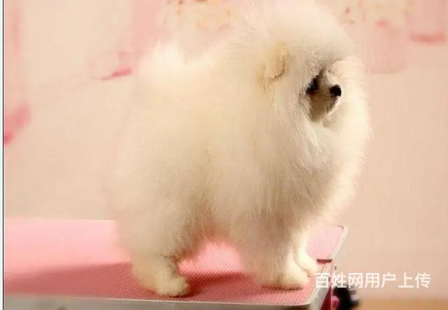 茶杯狗博美俊介犬网红明星俊介同款小口袋体不掉毛的狗 - 图片 5