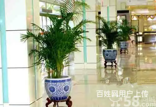 苏州专业绿植租赁 就找金丝雀园艺 * - 图片 2