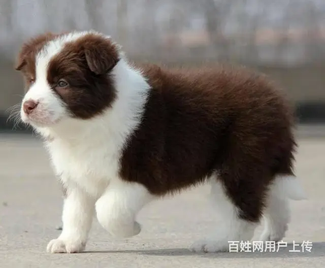 哪里有边境牧羊犬 边牧多少钱一只 纯种边牧多少钱 - 图片 2