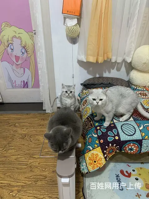 【搞定了！】银渐层3个月小公猫自家母猫生的第一窝 - 图片 4