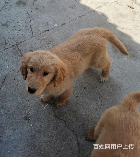 自己家狗下的纯金毛 - 图片 8