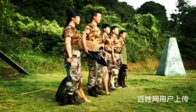 广州番禺粤虎太萌训犬俱乐部 - 图片 6