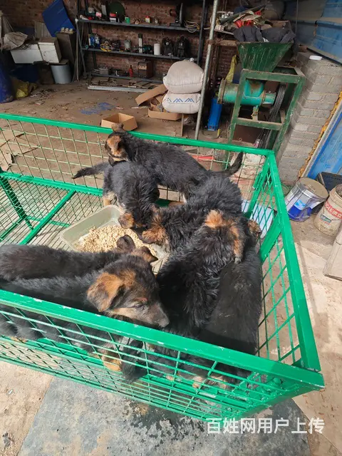 赛级德国牧羊犬50天 7只5公2母 进口英特威疫苗 - 图片