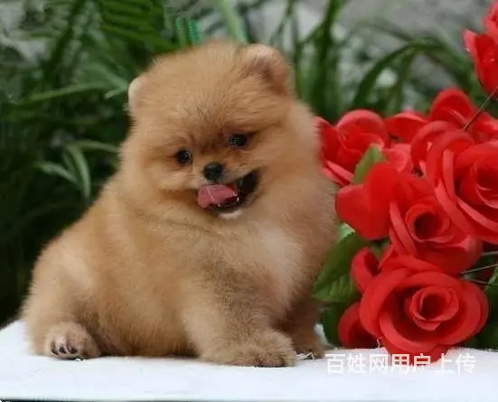 北京小体俊介博美犬出售 茶杯犬 纯白色博美犬多少钱 - 图片 5