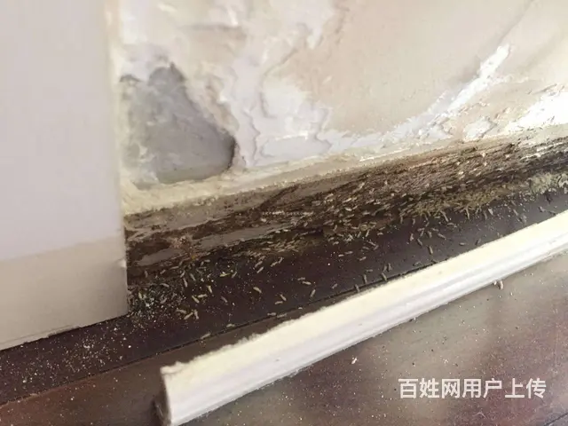 灭飞蚂蚁黑蚂蚁杀虫白蚁防治 - 图片 3