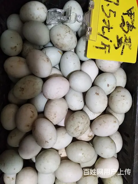 草鸡蛋，草鸭蛋 - 图片 3
