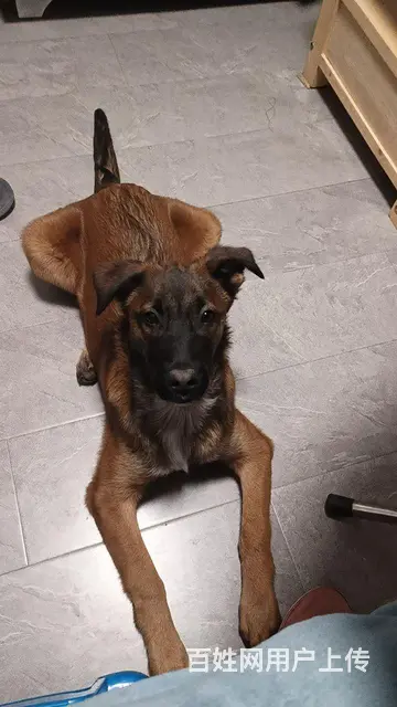5个半月马犬出售 - 图片 2