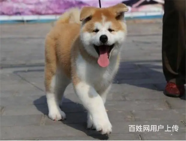 纯日系秋田、忠犬八公秋田犬、高品质秋田、带证包活 - 图片 5
